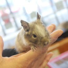 ２０２０年11月生まれ　デグー(パイド)ちゃん♂