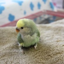 12月下旬生まれ　コザクラインコ（パイド）ちゃん