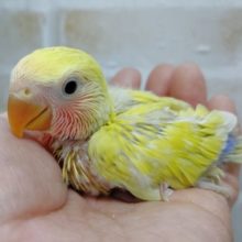 　小桜インコ☆ゴールデンチェリー 2021年01月24日