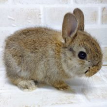 おめめクリクリ♪ドワーフラビット☆チェスナット 2021年01月11日撮影