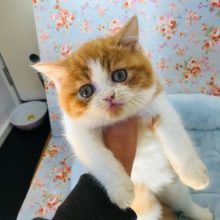 ふてにゃん似⁉エキゾチックの男の子が来たにゃ～！