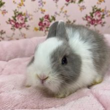 なでなで大好き💛ネザーちゃん☆