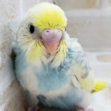 セキセイインコレインボーパイド