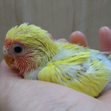 体は黄色けど黒目だよ！小桜インコゴールデンチェリー来ました