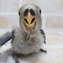 小桜インコバイオレット