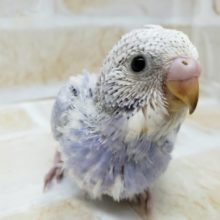 セキセイインコスパングル