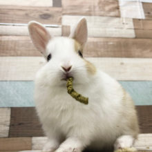 どうしてそんなに可愛いの？ネザーランドドワーフ(オレンジ＆ホワイト)