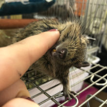 かきかき大好きガール♡デグーちゃん(ノーマル)