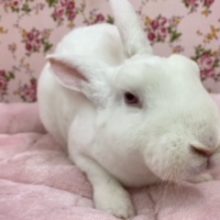 ベタ馴れ！！レッキスちゃん💗