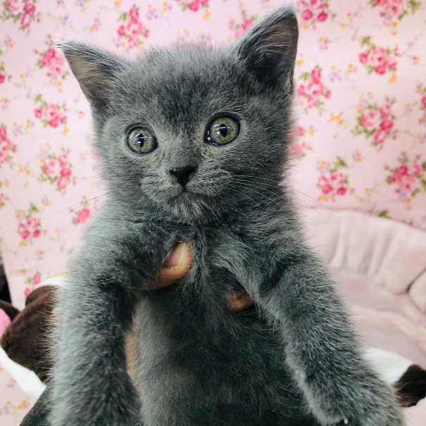 スコティッシュフォールド