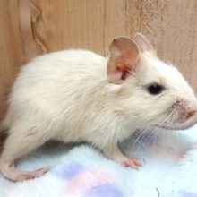 ｷﾚｲなデグーですよ～　ポ～っとした目が可愛いです♪