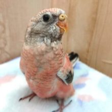 最新画像☆１月3日～ピンク色が鮮やか！ローズ秋草インコのヒナ🌸
