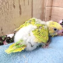 柑橘系っぽい？セキセイインコ～スパングルになりますっ　２０２１　1月7日
