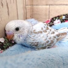 シナモンカラーがｽﾃｷです☆セキセイインコ～～　２０２１　1月７日