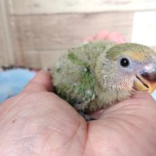 あはっ！笑顔がいいでしょ？？コザクラインコ　オレンジフェイス～～　２０２１　１月７日