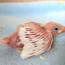 オススメですよー白文鳥〜２０２１　 １月７日