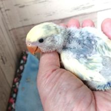 個性的さが光ります☆コザクラインコ　ブルーチェリーパイド〜