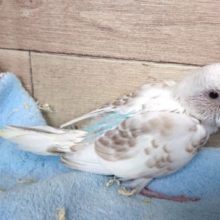 ﾚｱですよーー　久しぶりの　シナモン系カラーです♪　セキセイインコ～～