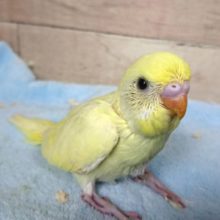 久々のクリームセキセイインコーー！いかがでしょうか？