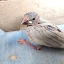 人気ですよっ♪　シルバー文鳥～いかがですか？？