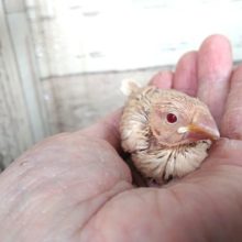 ｷﾚｲな赤目さん☆シナモン文鳥～来ましたよっ