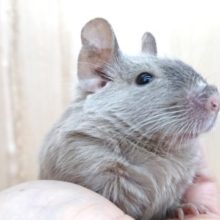 超～人懐っこい♪　デグー　チョコレート～～