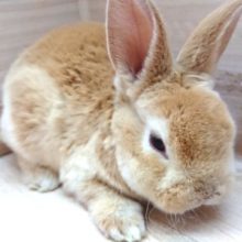 表情がたまりません。。　レッキス　男のコ♪〜〜