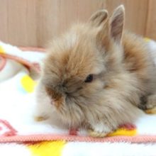 モフモフ確定？！！ライオンラビット〜