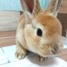 穏やかなコ♪　レッキス　女のコ来ました～～