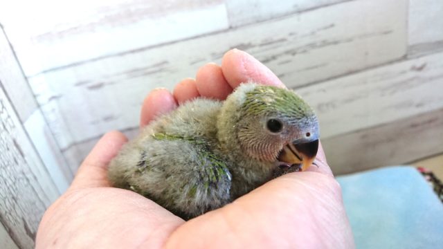 コザクラインコ（小桜インコ）