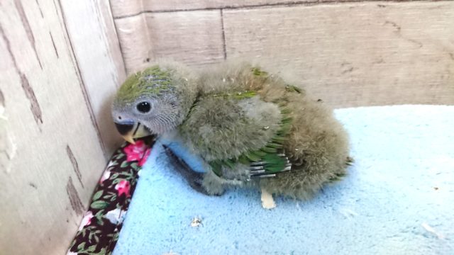 人気！ラブバード　コザクラインコ　ノーマル　2021　１月１４日