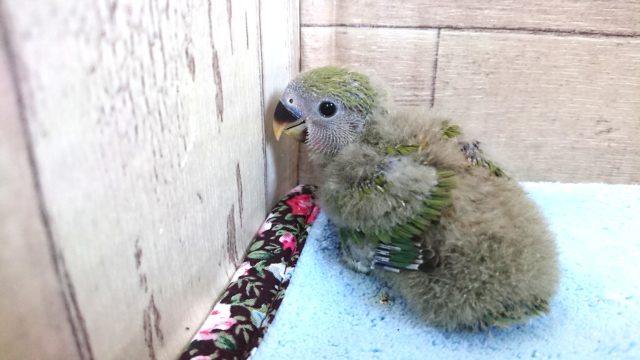 コザクラインコ（小桜インコ）