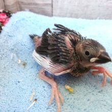 大人気の桜文鳥来ましたぁ〜♪