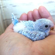 やや控えめ？？セキセイインコ　スパングル〜〜