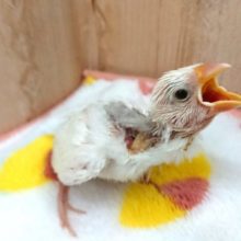 大きなお口でーーー「ご飯つ！！！」白文鳥のヒナです♪