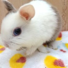 個性バツグン！！ネザーランドドワーフラビットーー