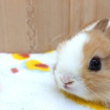 一目惚れしても、知りません。。ネザーランドドワーフラビット