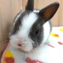 美男子☆☆ネザーランドドワーフラビット〜〜