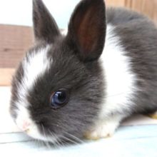 淡い瞳がｷﾚｲです☆ネザーランドドワーフラビット　きました～～