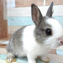 元気だよっ！ネザーランドドワーフラビット～男のコ～～