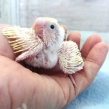 レアカラーです☆セキセイインコ クリーム系 2021 １月22日