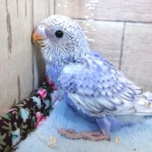 人気！オススメのセキセイインコ スパングル １月２２日