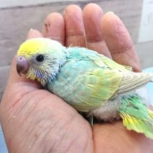 ｷﾚｲ！文句なしっ セキセイインコ レインボー  １月２２日