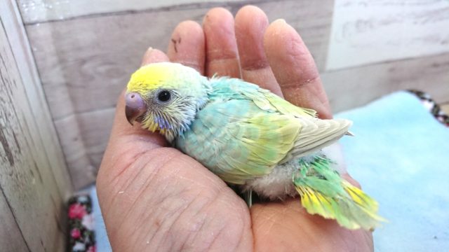 ｷﾚｲ！文句なしっ セキセイインコ レインボー １月２２日