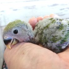 お待ちの方も多いです！コザクラインコ ノーマル １月２２日
