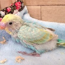 セキセイインコ　レインボー　ｷﾚｲなコが来ました！！！～～