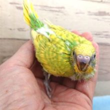 おしゃべり覚えると良いですよねぇ～　セキセイインコ　スパングル～