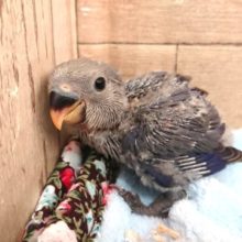 久々！コザクラインコのバイオレットファクター　ですっ