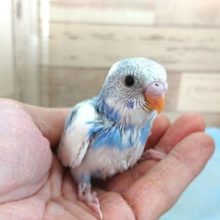 白多め！ｷﾚｲ配色ですよーセキセイインコ パイド～～