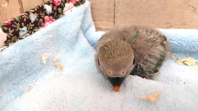 コザクラインコ（小桜インコ）